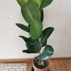 【最終値引き】■ゴムの木　W　観葉植物 直接渡し商品　格安の画像