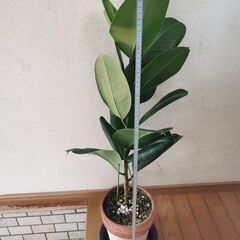 【最終値引き】■ゴムの木　W　観葉植物 直接渡し商品　格安の画像