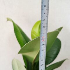 【最終値引き】■ゴムの木　W　観葉植物 直接渡し商品　格安の画像