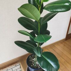 ■ゴムの木B　観葉植物　直接渡し商品　格安　