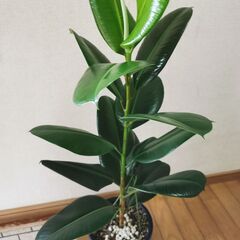 ■ゴムの木B　観葉植物　直接渡し商品　格安　の画像