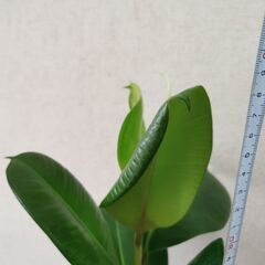 ■ゴムの木B　観葉植物　直接渡し商品　格安　の画像