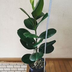 ■ゴムの木B　観葉植物　直接渡し商品　格安　の画像