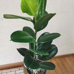 ■ゴムの木B　観葉植物　直接渡し商品　格安　の画像