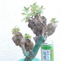 多肉植物ラウヒーの画像
