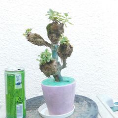 多肉植物ラウヒーの画像