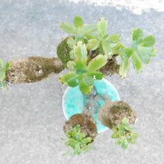 多肉植物ラウヒーの画像