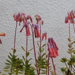 多肉植物ラウヒーの画像