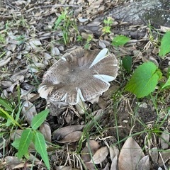 キャンプ始めたい