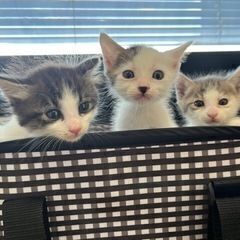 【募集中】生後2ヶ月くらいの子猫ちゃん