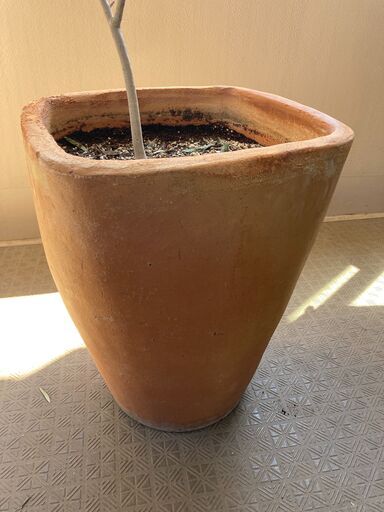 【最終値下げ】ナチュラル感のある素焼きのとても大きな鉢