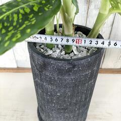 ディフェンバキア リフレクター　観葉植物の画像