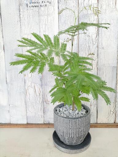 エバーフレッシュ　観葉植物