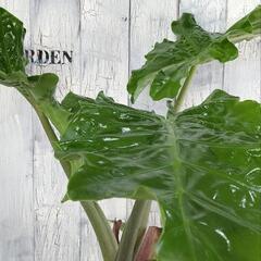 アロカシア ローライダー 観葉植物