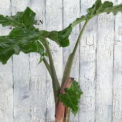 アロカシア ローライダー 観葉植物