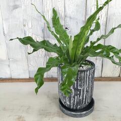 アスプレニウム ユニコーン　観葉植物  