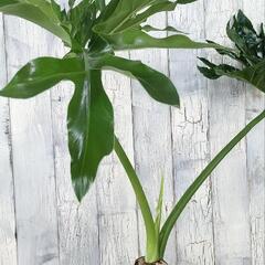 セローム　 観葉植物の画像