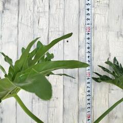 セローム　 観葉植物の画像