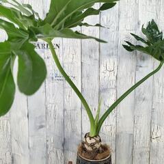 セローム　 観葉植物