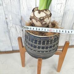 セローム　 観葉植物の画像