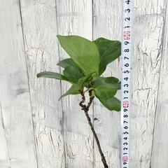 フィカス リラータ 曲げ　観葉植物の画像