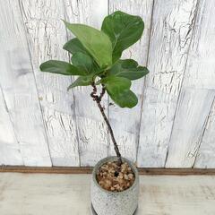 フィカス リラータ 曲げ　観葉植物の画像