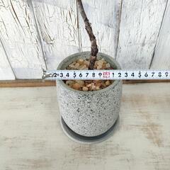 フィカス リラータ 曲げ　観葉植物の画像