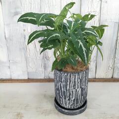 シンゴニウム ブラックベルベット　観葉植物