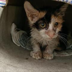 猫エイズ陽性、約4ヶ月、メス、ノラ、三毛