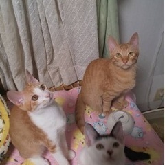ぱっつん、チャトラ、茶白、仲良し３にゃん組