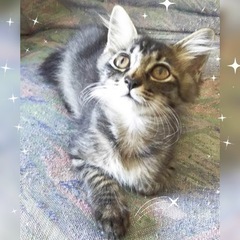 長毛タイプのふわふわ美男子レオくん♂2ヶ月半