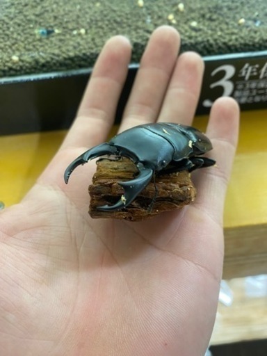 パリーオオクワ　WD ペア　クワガタ　カブトムシ