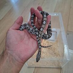 レプタイルボックス+里親の画像