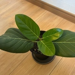 観葉植物　ベンガレンシス　ゴムの木の画像
