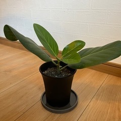 観葉植物　ベンガレンシス　ゴムの木の画像
