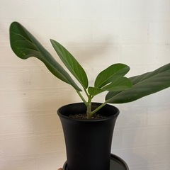 観葉植物　ベンガレンシス　ゴムの木