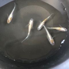 メダカ　三色ラメ（体外光）