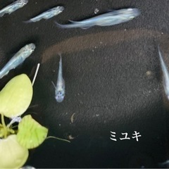 幹之メダカ　5匹セット500円の画像