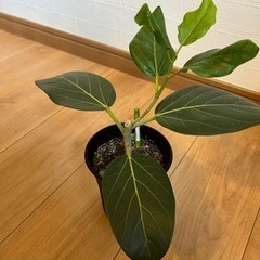 観葉植物　フィカス　ベンガレンシス　ゴムの木