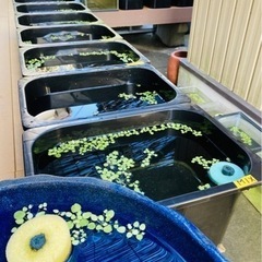 変わりMIXの画像