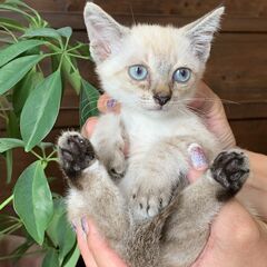 シャム風の子猫『ひとちゃん』