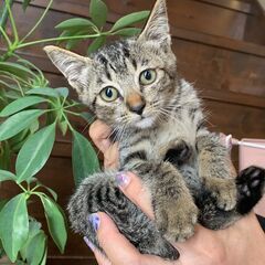 小さなキジ猫の『ふたちゃん』
