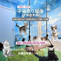 子猫譲渡会　子猫祭り