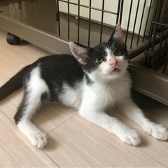 白黒の男の子