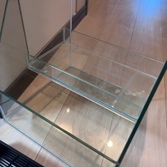 30センチ水槽、アクアテリア　お譲り先決まりました、ありがとうございましたの画像