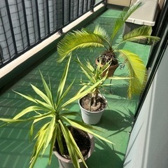 観葉植物