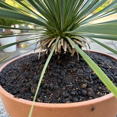 ユッカロストラータ?シルバーリーフ?