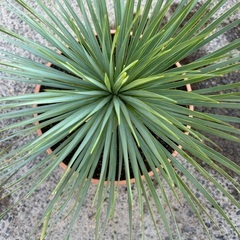 ユッカロストラータ🌴シルバーリーフ🍃