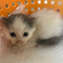子猫　メス　グレー　白　ハチワレ