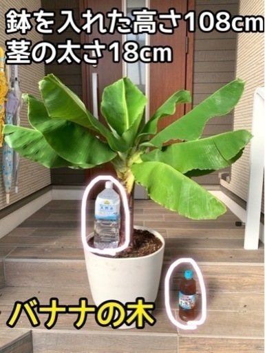 【バナナがなるバナナの木】高さ108cm太さ18cm!!モンキーバナナ苗☆ドワーフ種